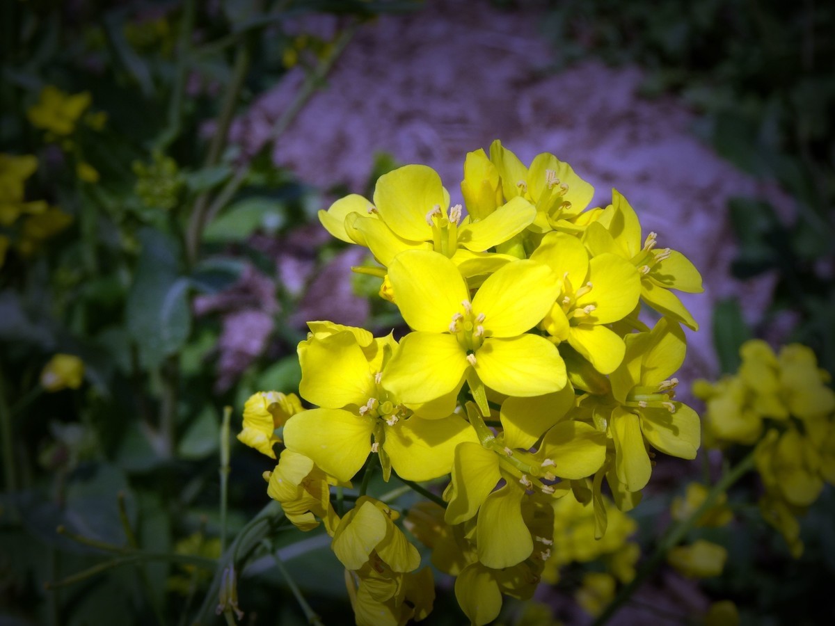 金灿烂的油菜花,愉快的心情!