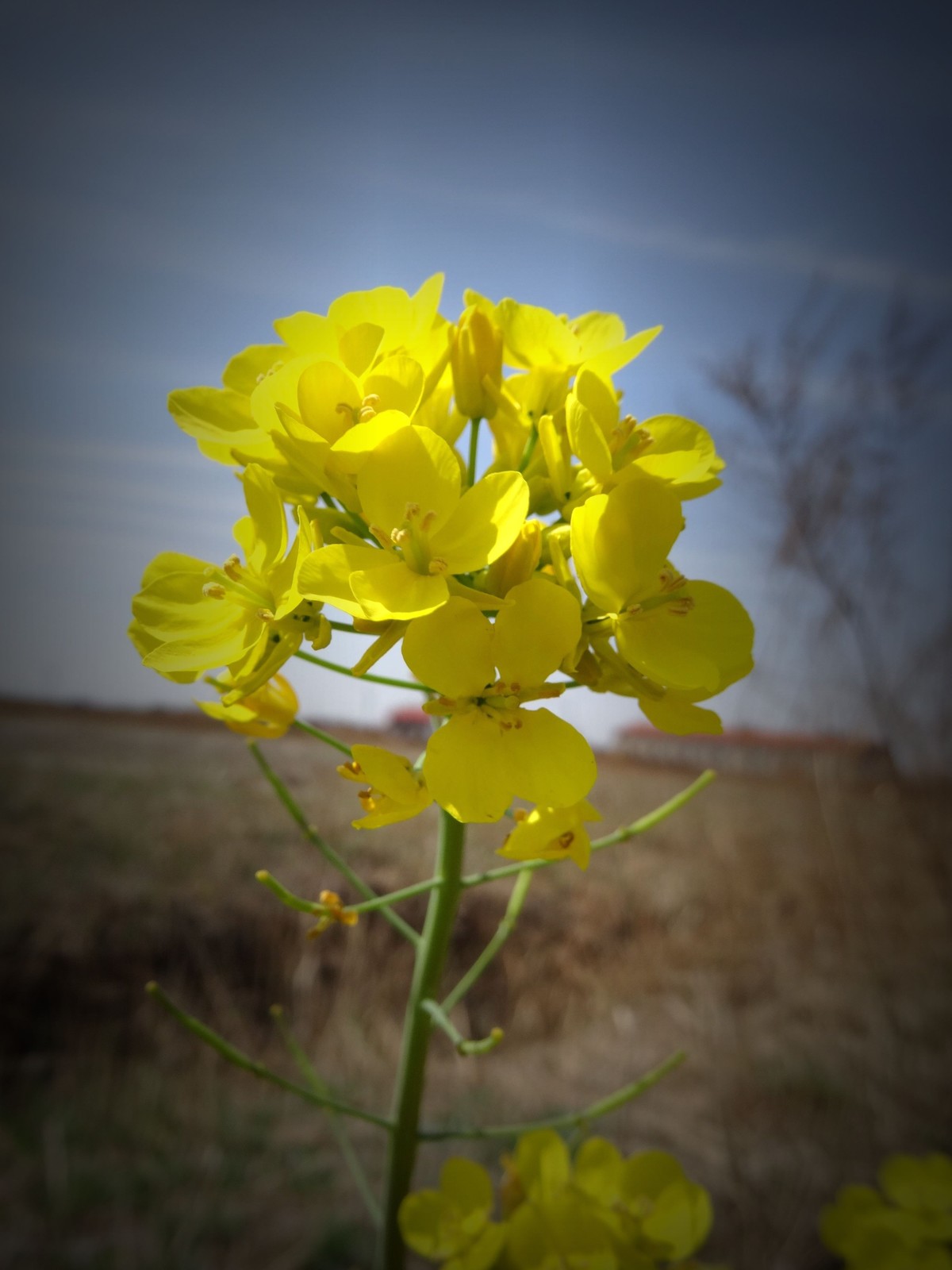 金灿烂的油菜花,愉快的心情!
