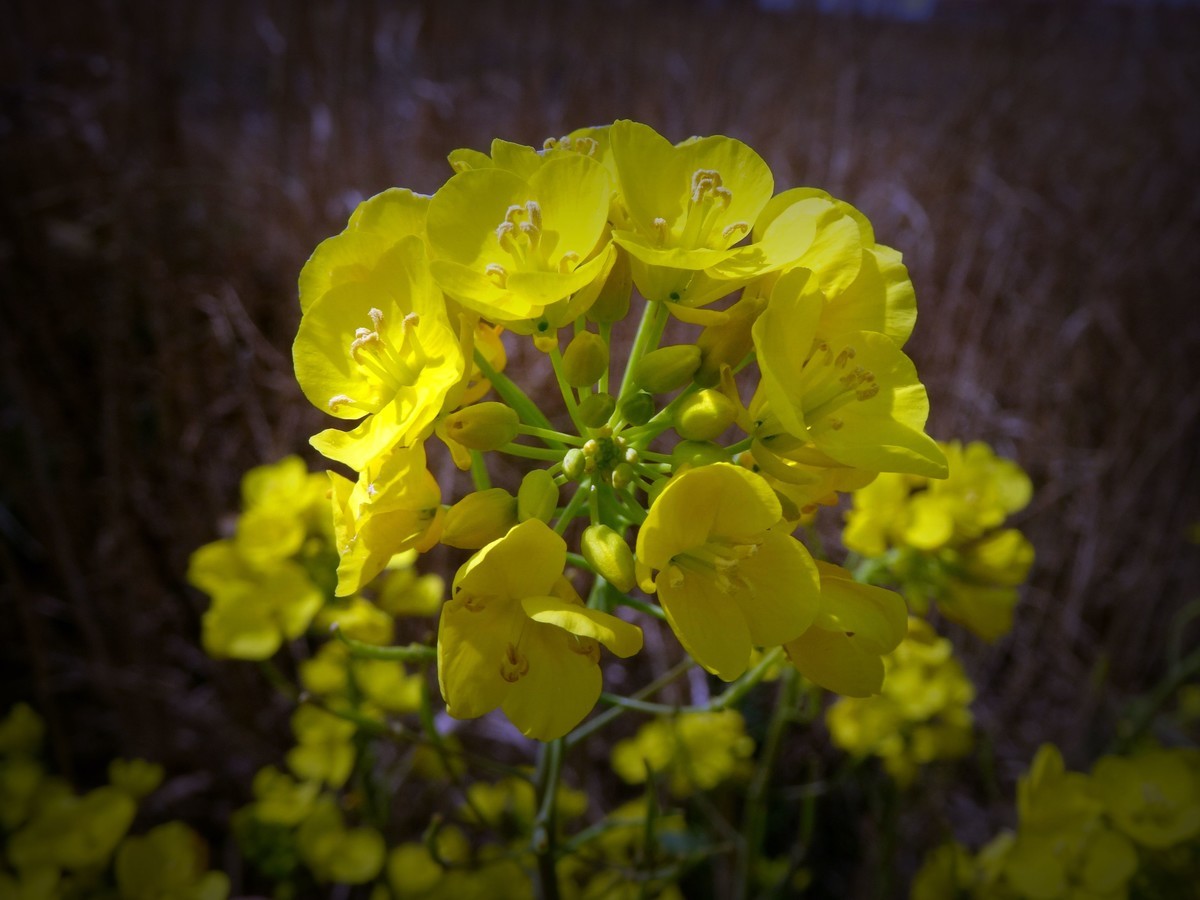 金灿烂的油菜花,愉快的心情!
