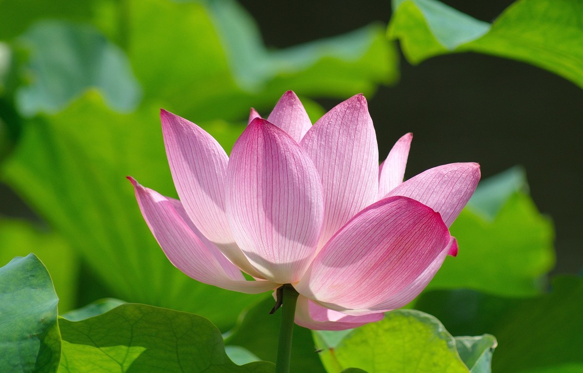 2018〖 六 月 荷 花 〗三