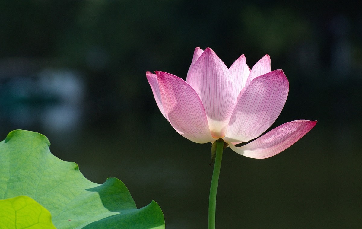 2018〖 六 月 荷 花 〗三