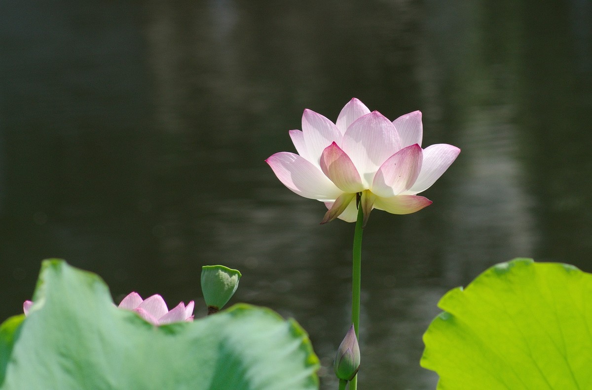 2018〖 六 月 荷 花 〗三