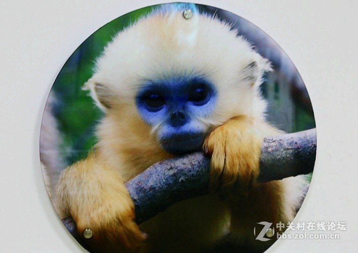 01进驻神农架！