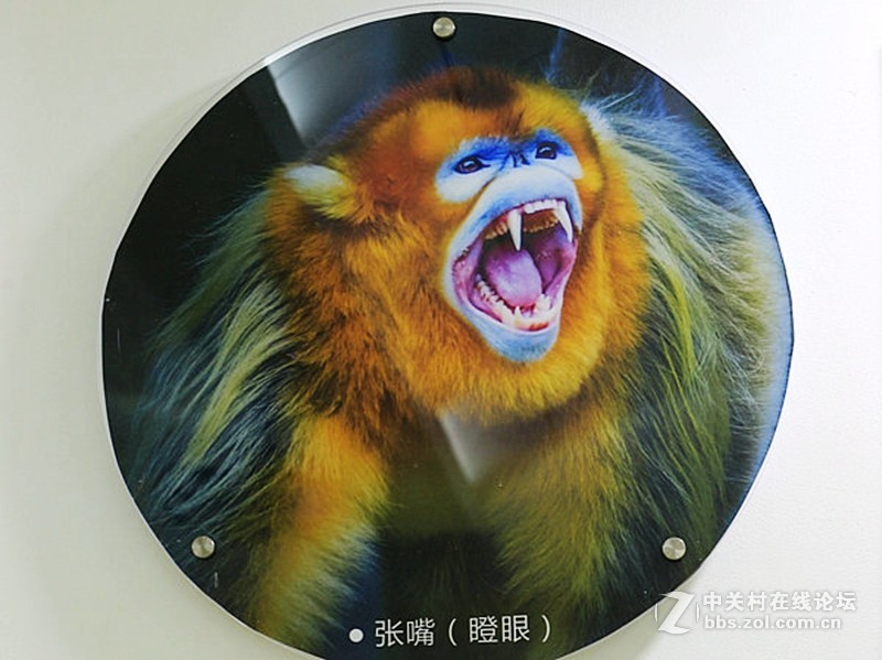 01进驻神农架！