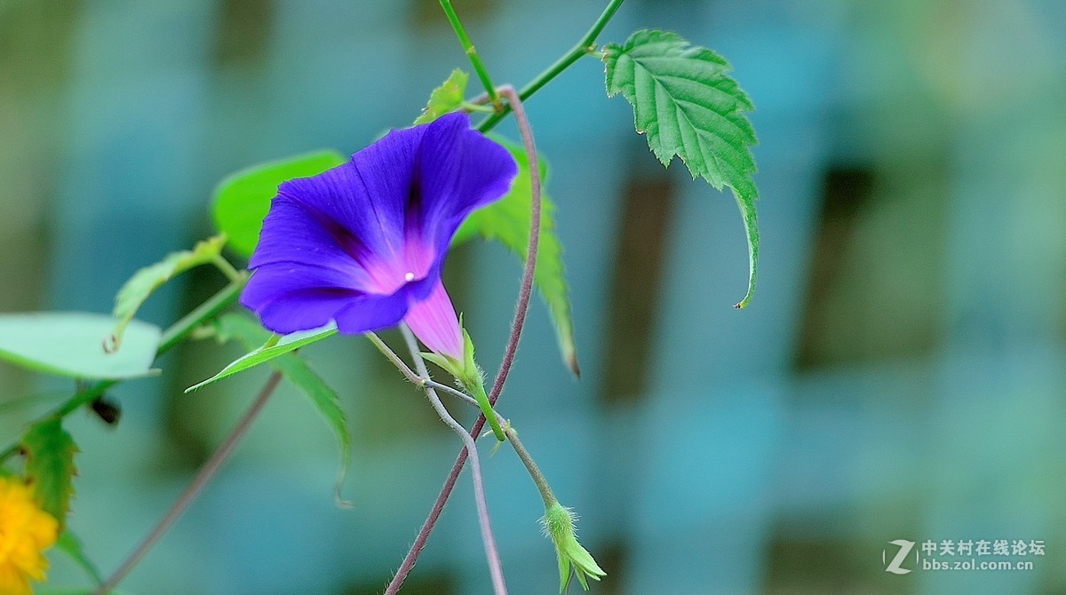 秋牽牛花續