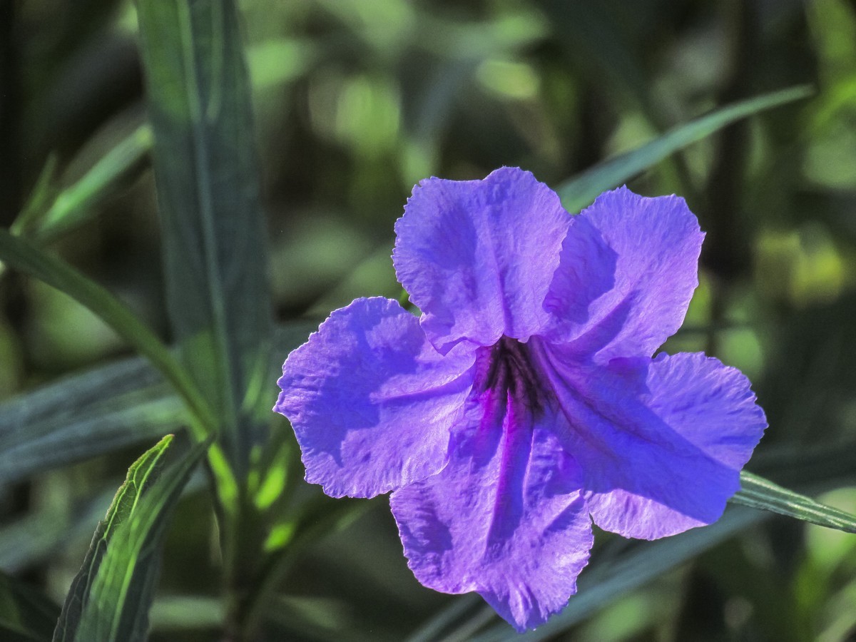 藍花草