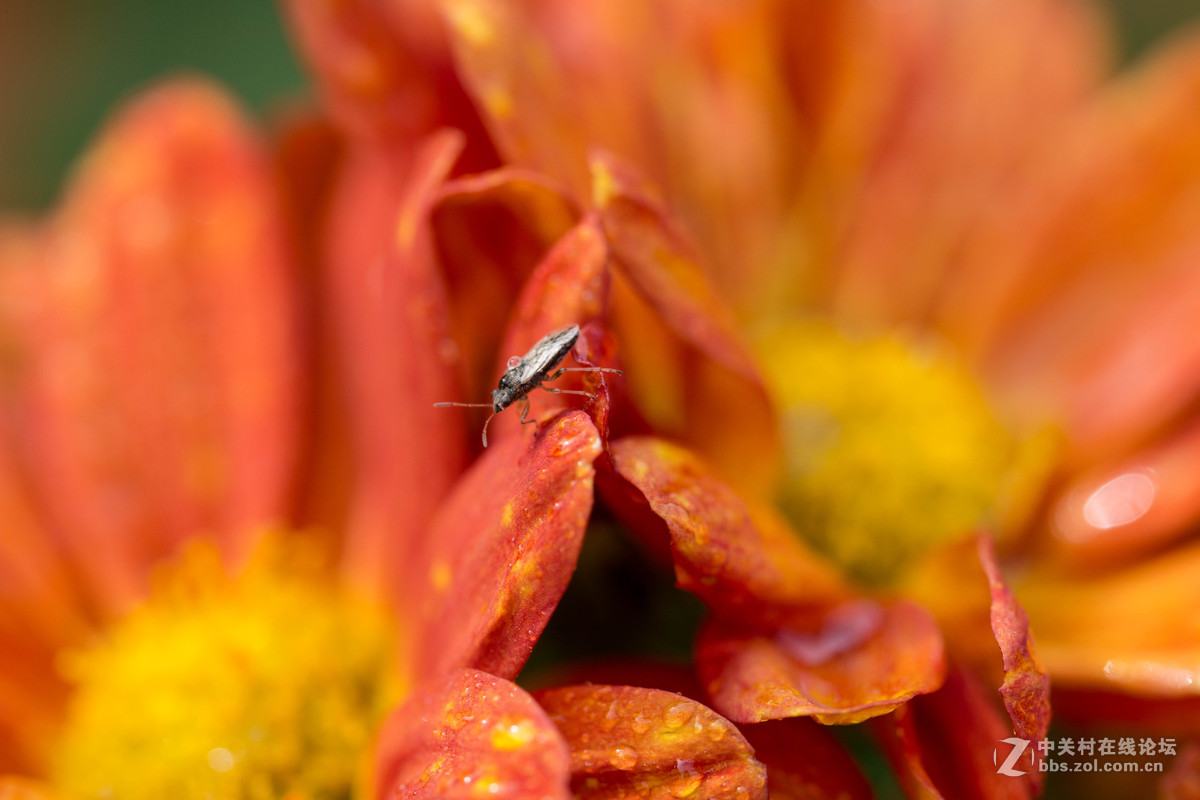 尼康D5200+腾龙F004 90mm F/2.8 Di MACRO 1：1 VC USD 试拍