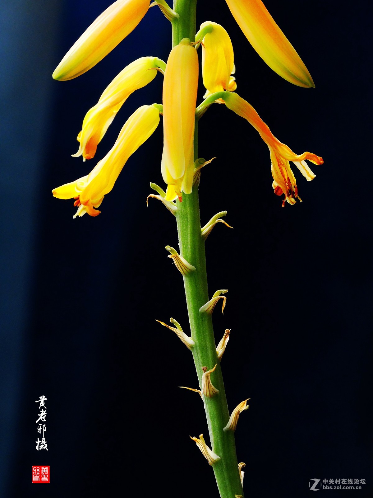 芦荟开花节节高