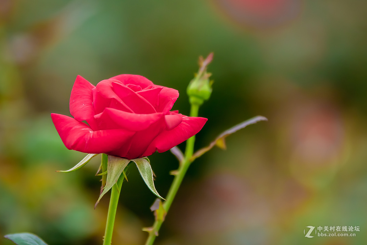 鲜艳的红色玫瑰花高清壁纸大全-壁纸图片大全