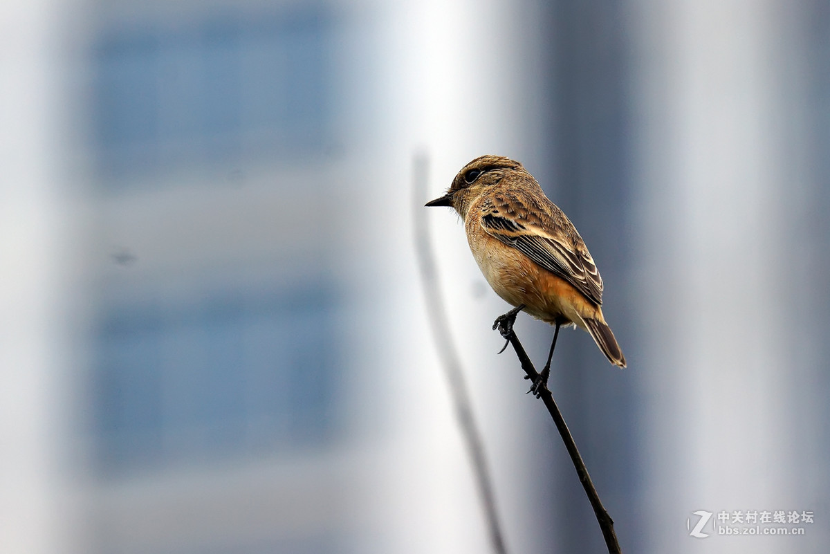 黑喉石鵖（老箱底4）