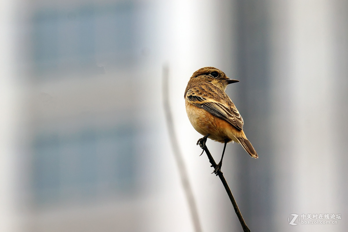 黑喉石鵖（老箱底4）