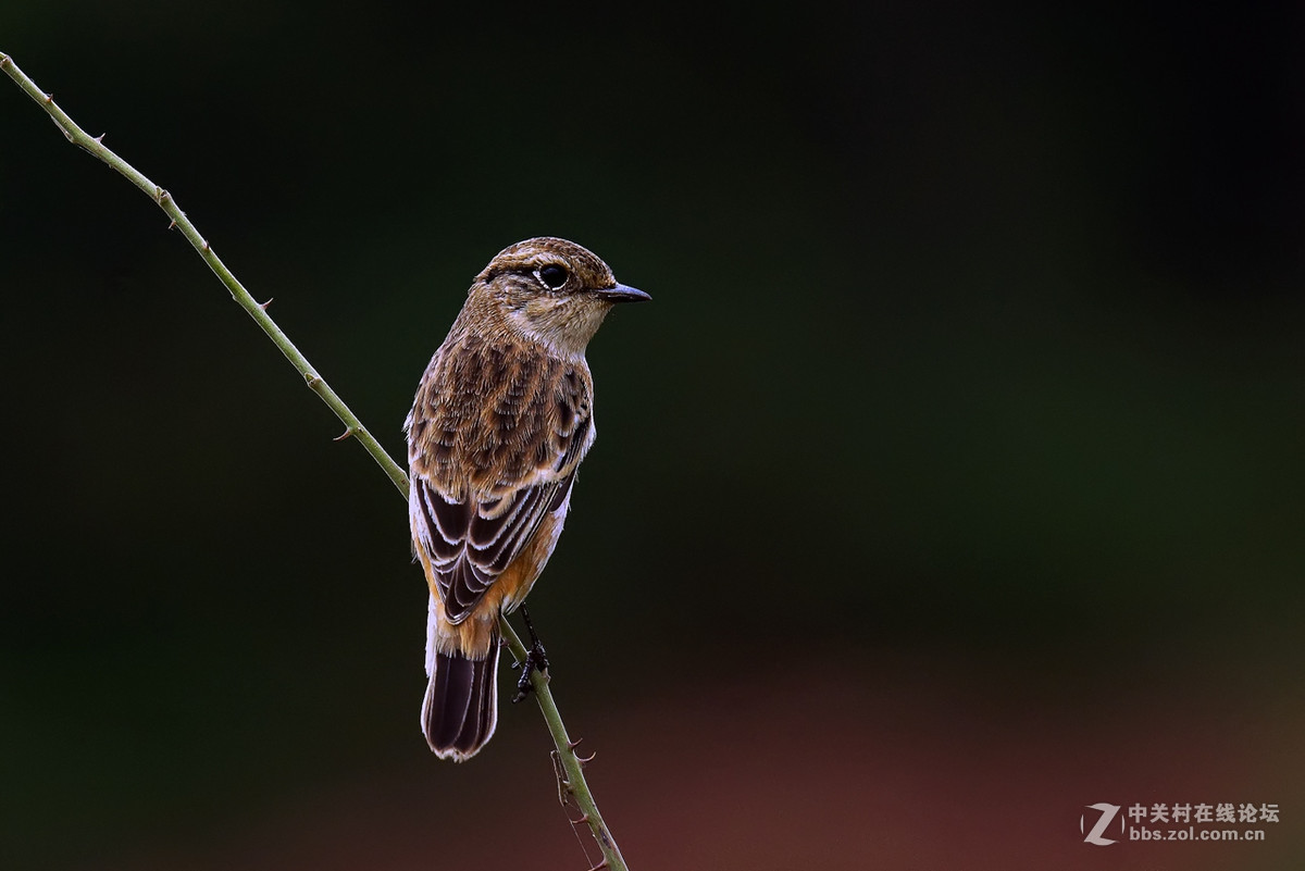 黑喉石鵖（老箱底4）