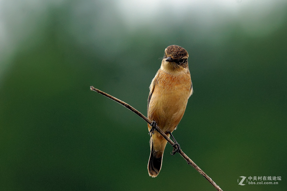 黑喉石鵖（老箱底4）