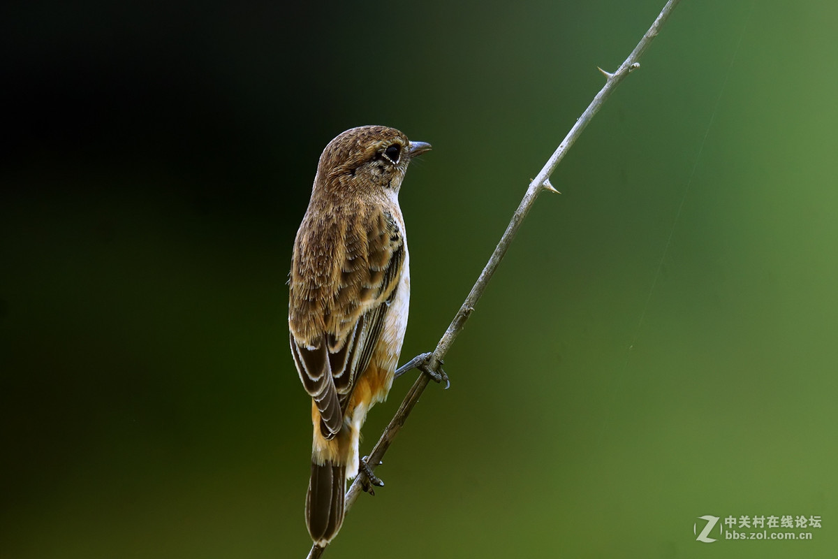 黑喉石鵖（老箱底4）