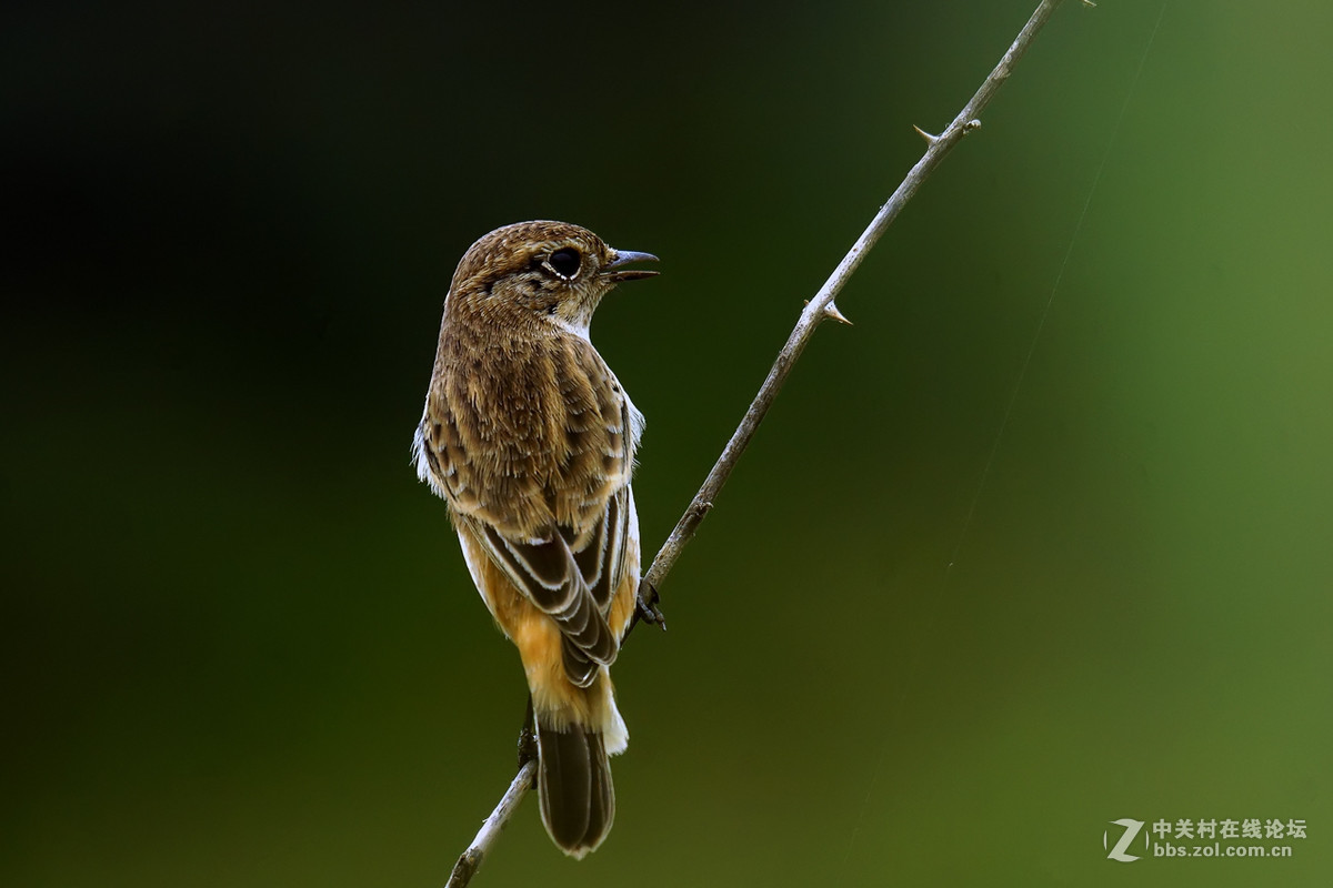 黑喉石鵖（老箱底4）