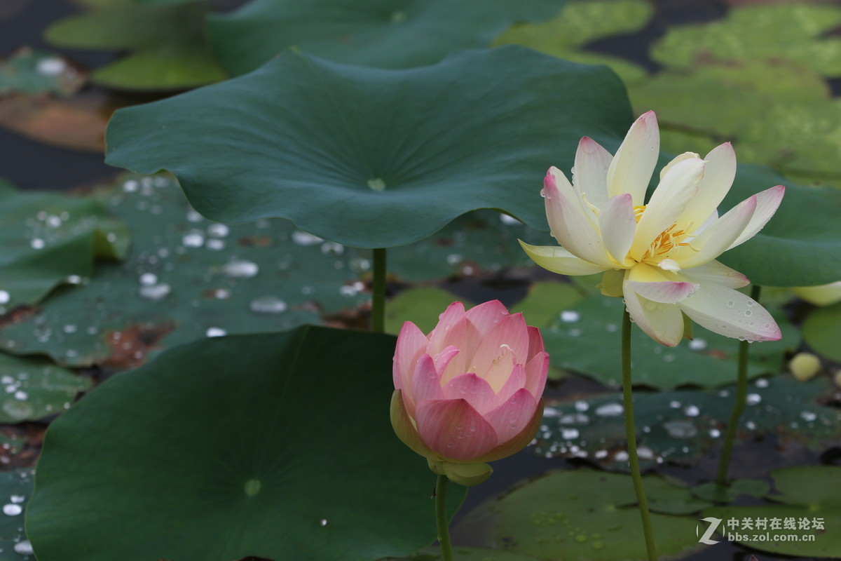 7D2配小白拍荷花