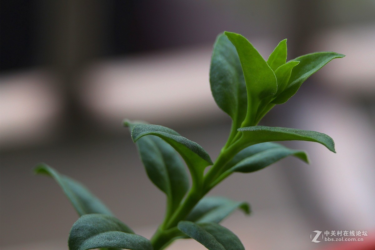 【光之子】军版徕卡SUMMILUX - R 1:1.4/50mm