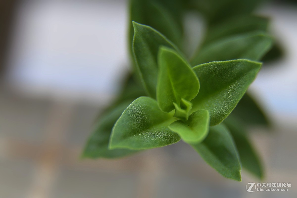 【光之子】军版徕卡SUMMILUX - R 1:1.4/50mm