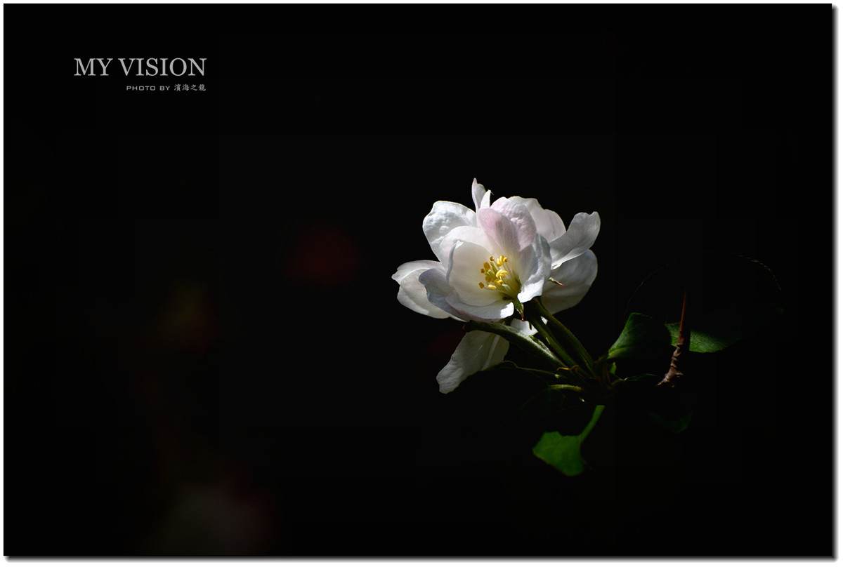 #ZOL月赛-春暖花开#【春花之光影】