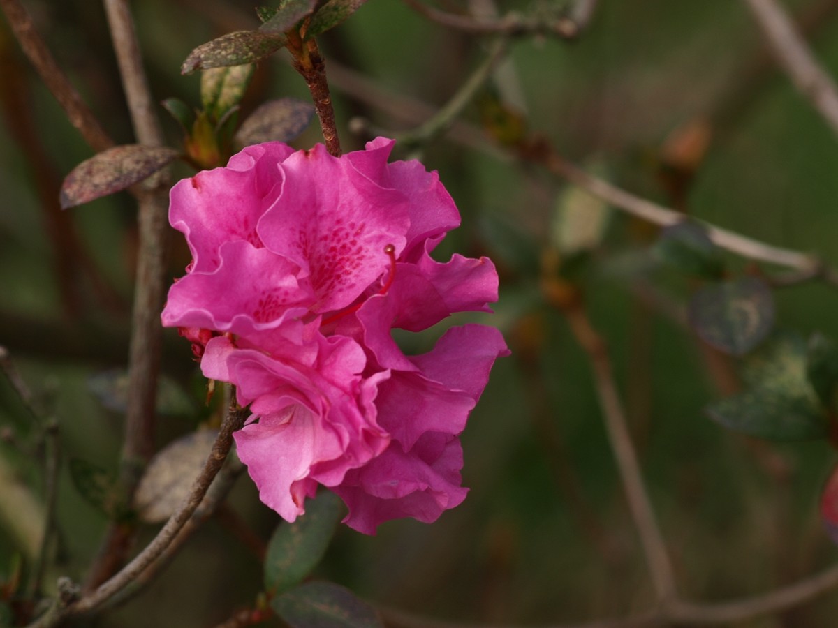 170314紫珊瑚杜鹃花