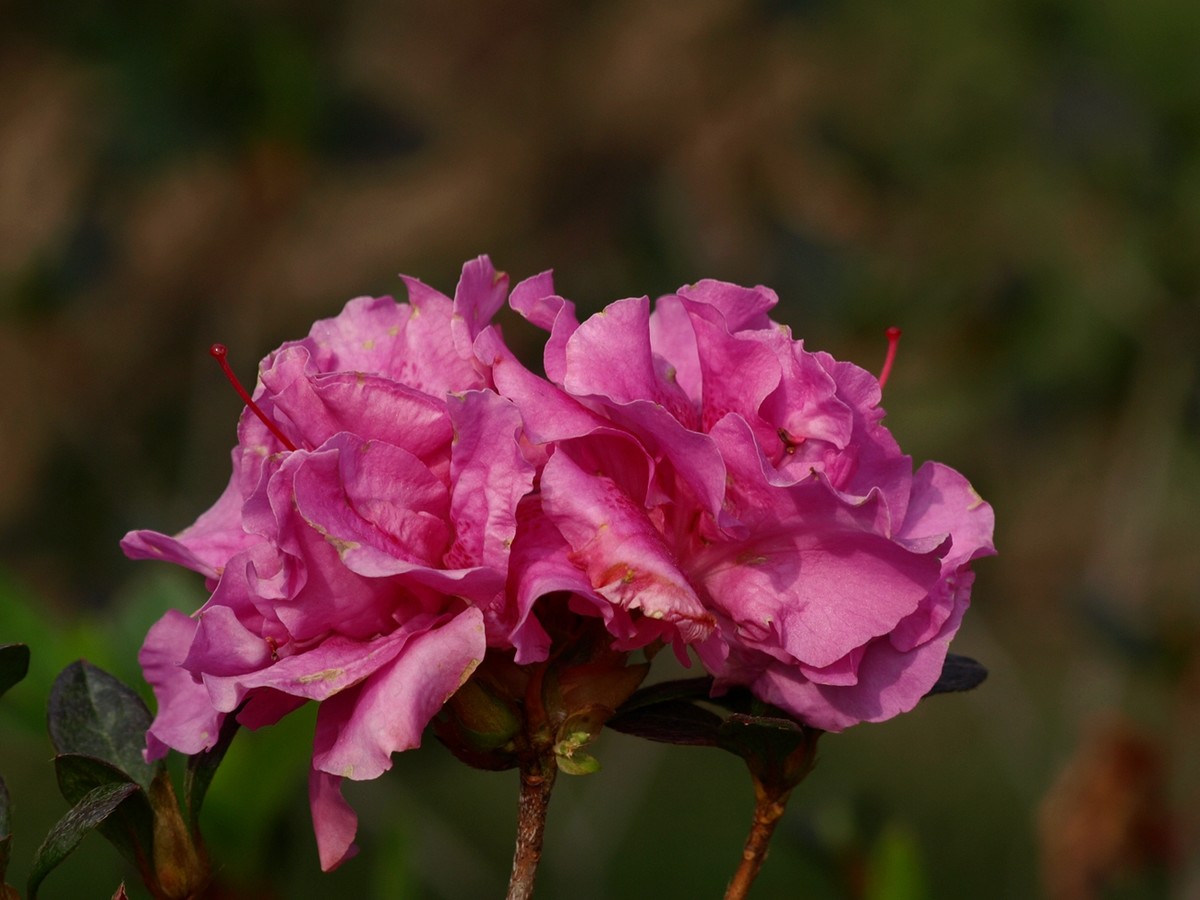 170314紫珊瑚杜鹃花