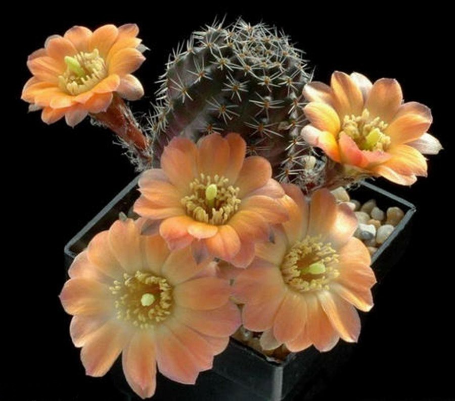 快来看：肉类植物：仙人球的花！喜欢的可下載！