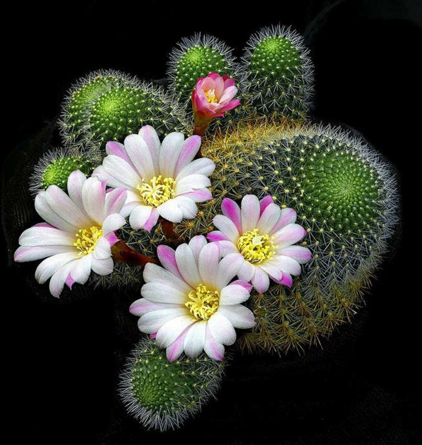 快来看：肉类植物：仙人球的花！喜欢的可下載！