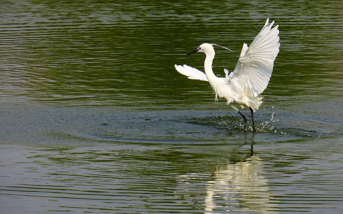 2018年打鳥25白鷺水上飛連拍