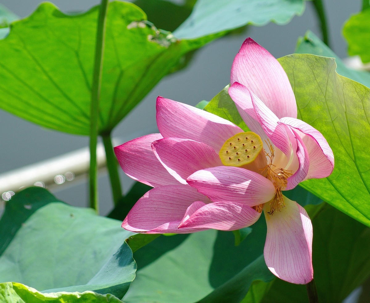 2018〖 六 月 荷 花 〗三