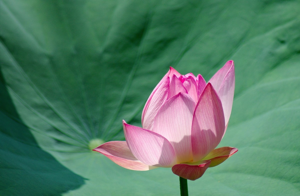 2018〖 六 月 荷 花 〗三