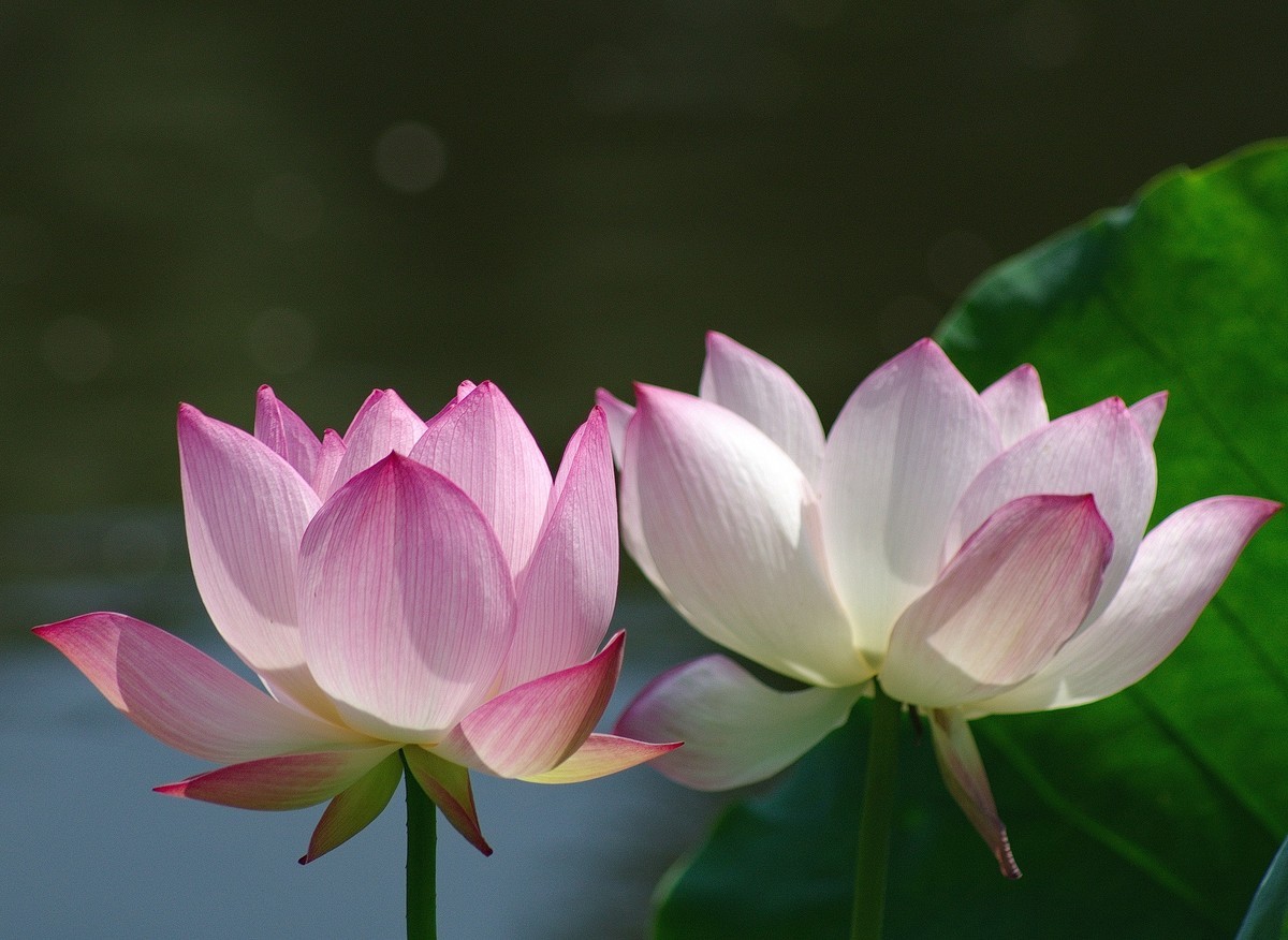 2018〖 六 月 荷 花 〗三