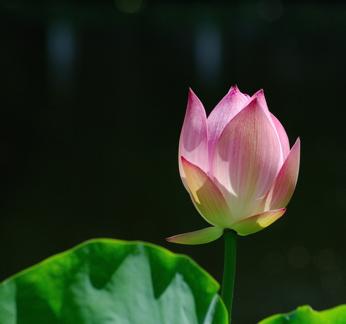 2018〖 六 月 荷 花 〗三