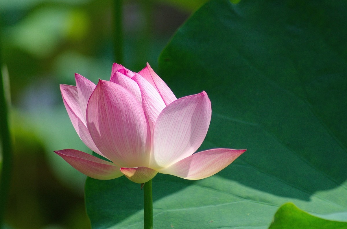 2018〖 六 月 荷 花 〗三