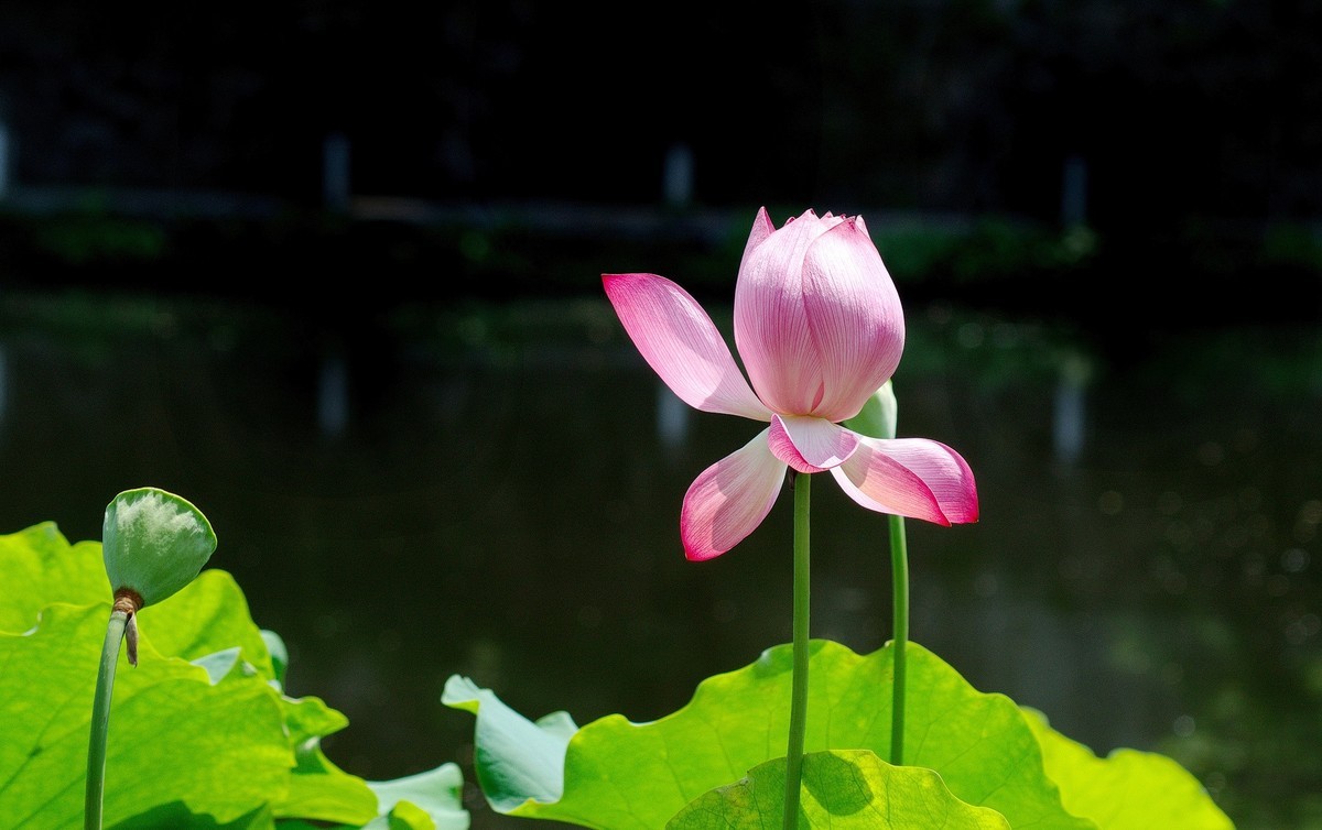 2018〖 六 月 荷 花 〗三