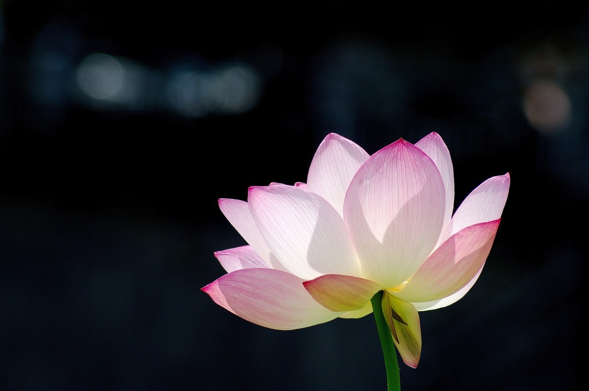 2018〖 六 月 荷 花 〗三