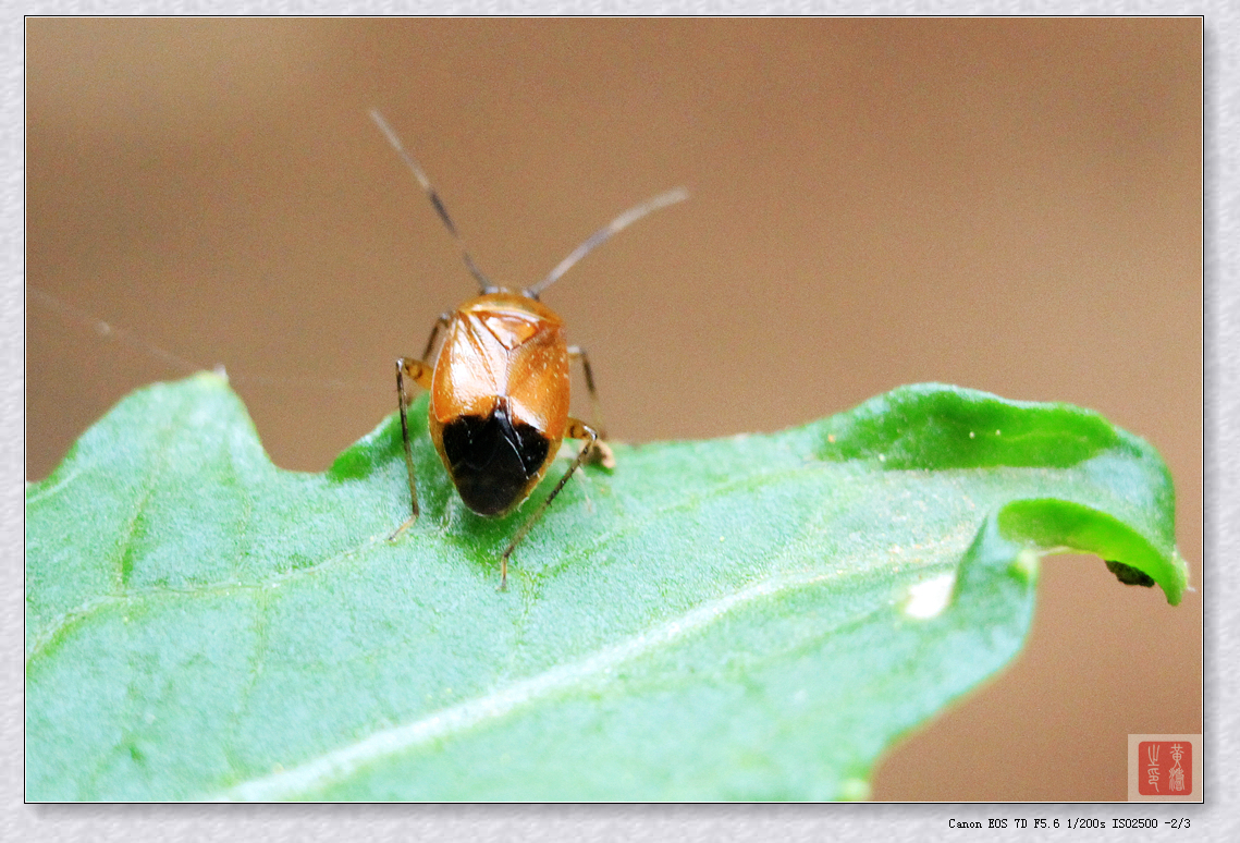 手持拍摄7D+70-200+64MM近摄环妈妈菜园随拍