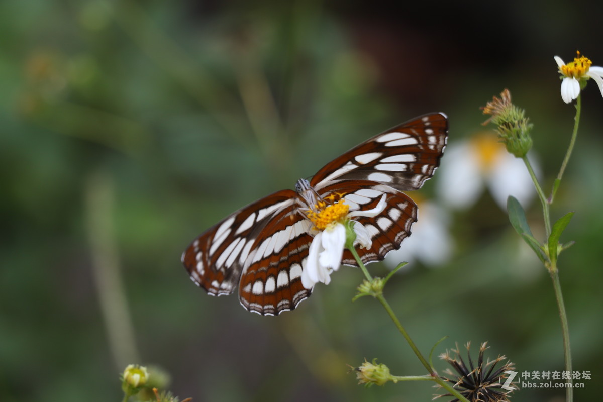登山锻炼，沿途拾趣！！