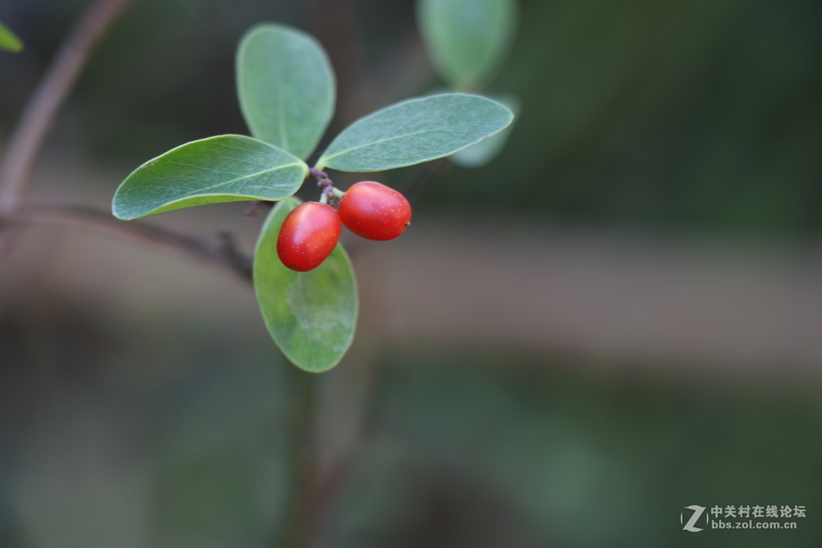 登山锻炼，沿途拾趣！！