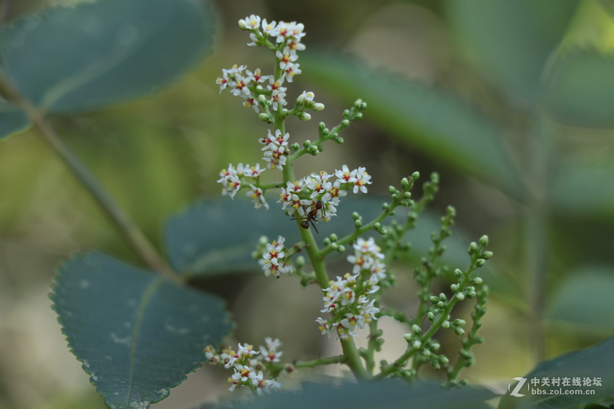 登山锻炼，沿途拾趣！！