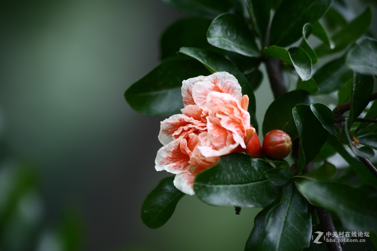 再拍石榴花-中关村在线摄影论坛