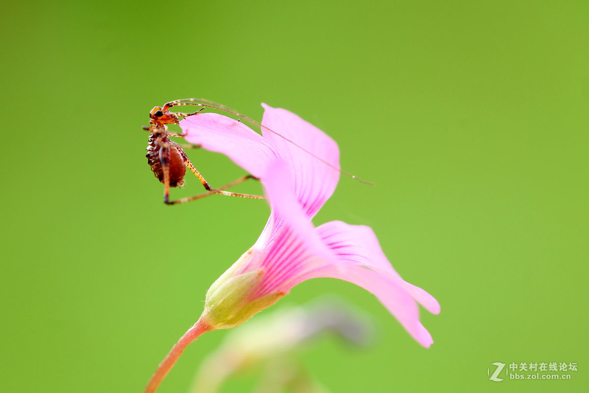 一组小螽斯（二）