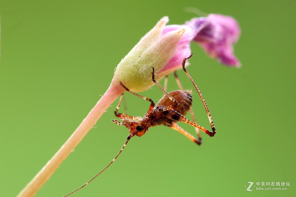 一组小螽斯（二）