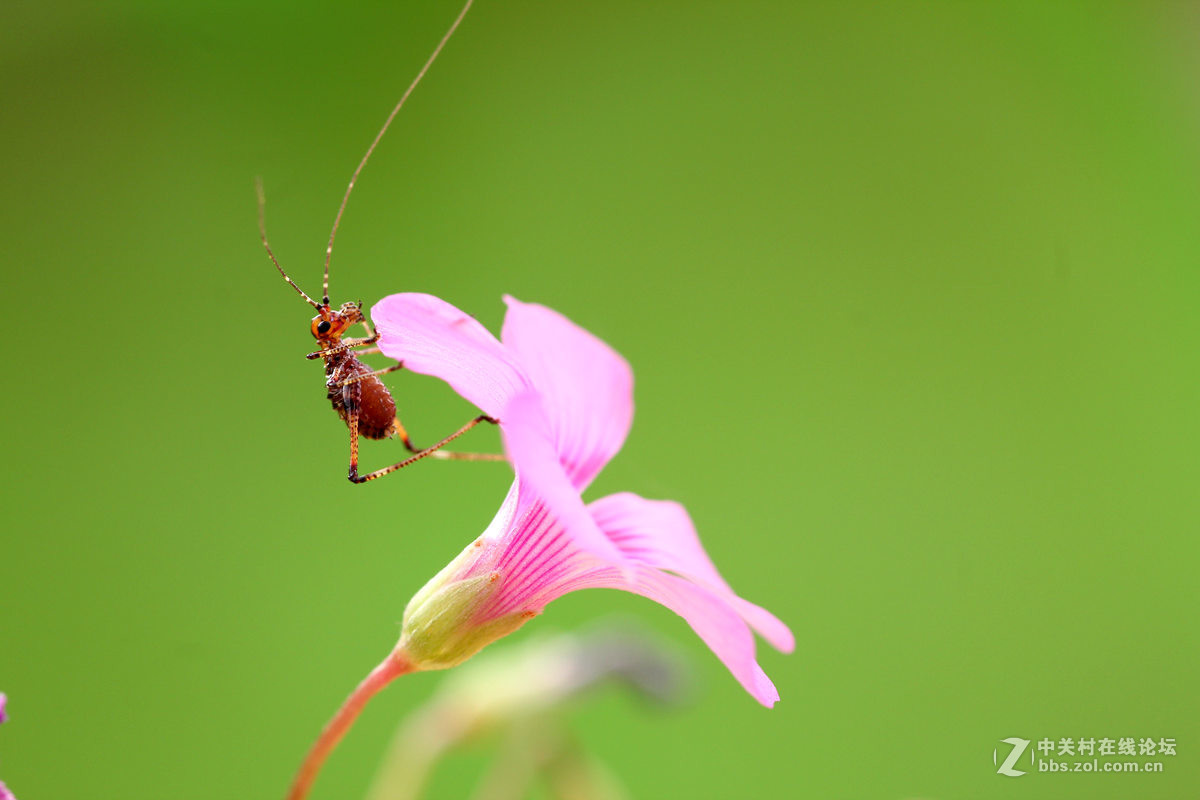 一组小螽斯（二）