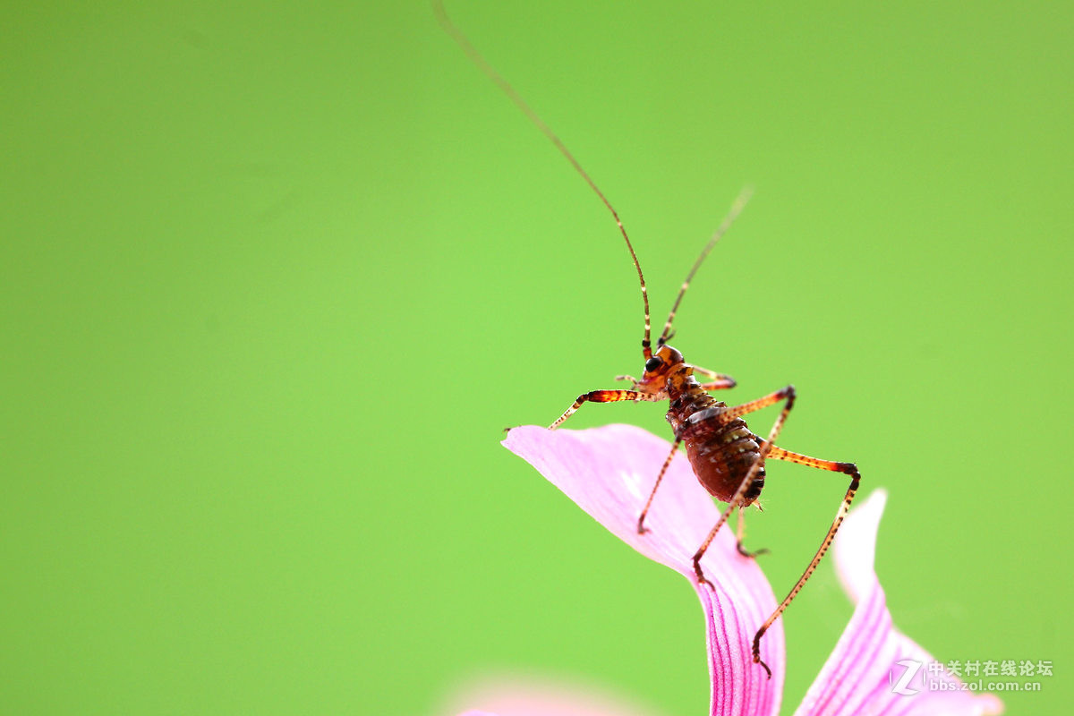 一组小螽斯（二）