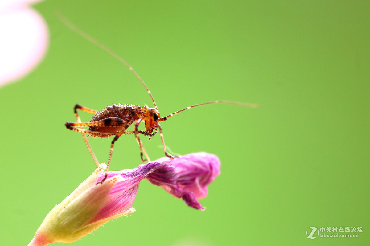 一组小螽斯（二）