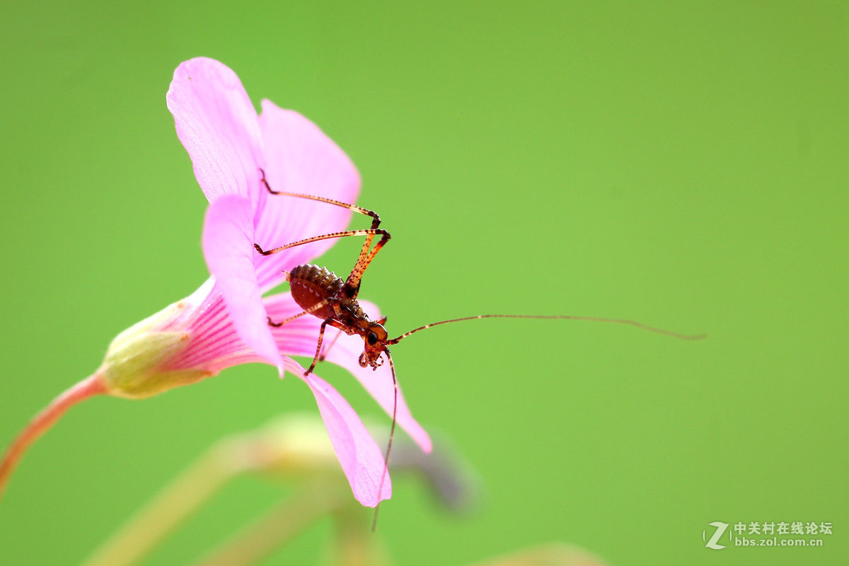 一组小螽斯（二）