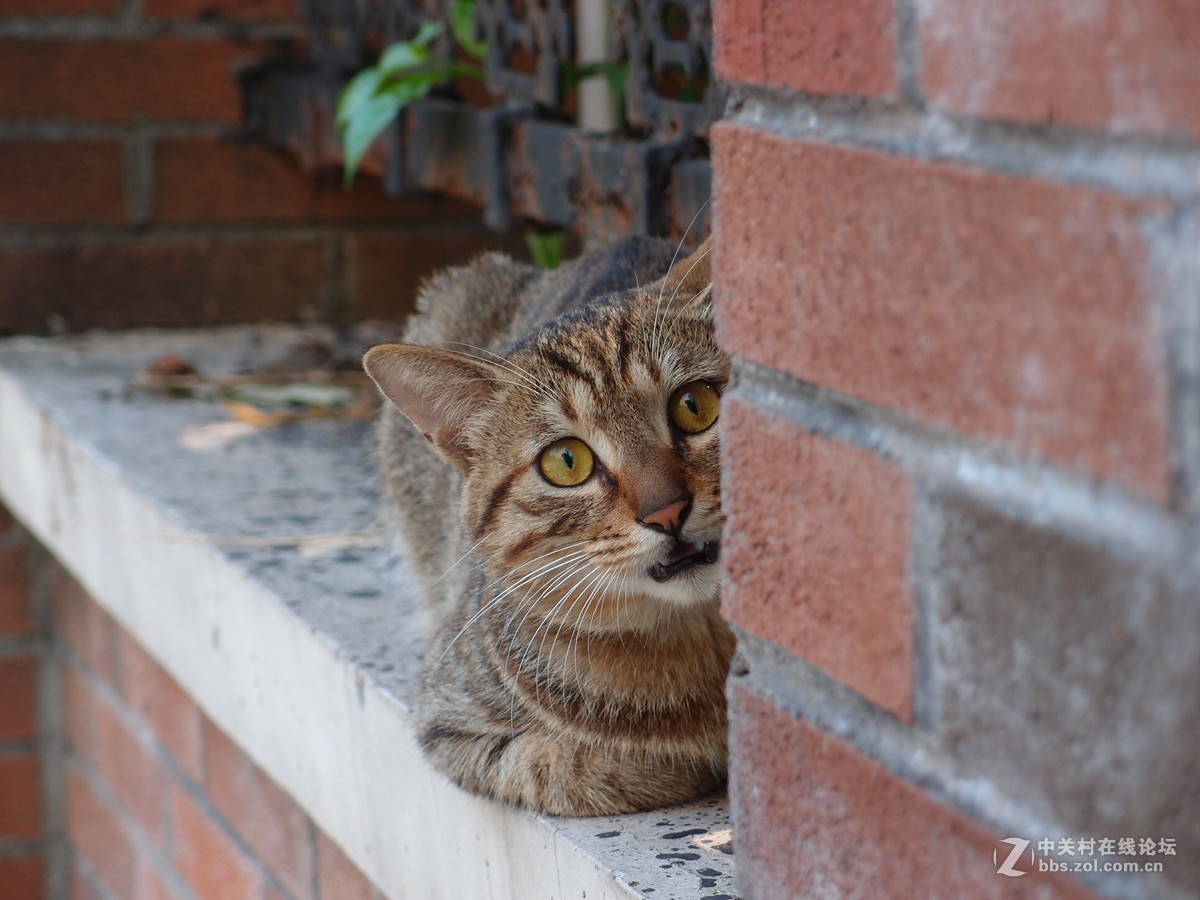 猫眼 （奥林巴斯XZ-1）原图
