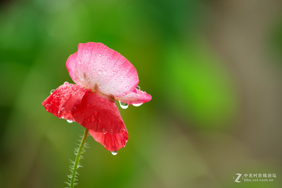 自己种的虞美人~
