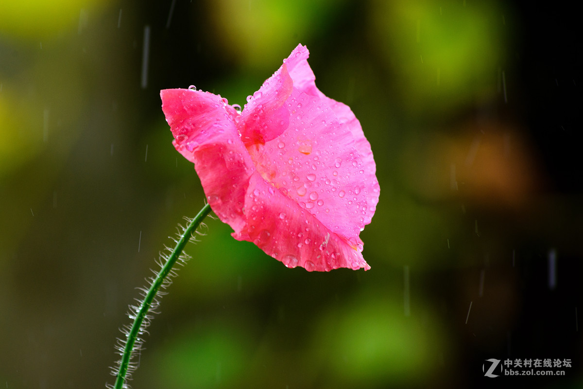 自己种的虞美人~