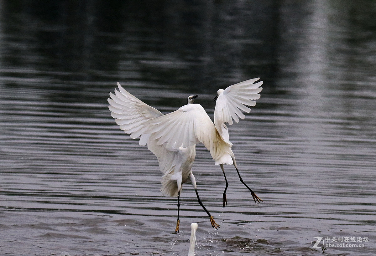 激烈争夺（连拍）